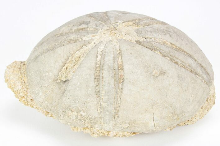 Jurassic Sea Urchin (Clypeus) Fossil - England #216914